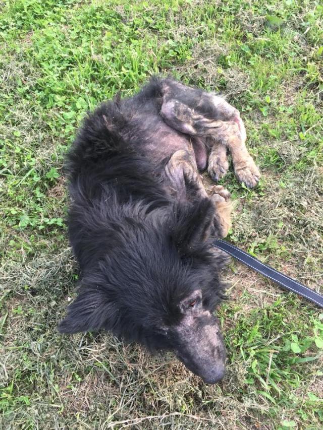 Werewolf Stood Along Road For Months, Stranger Realizes The Truth