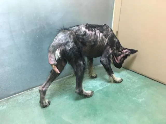 Werewolf Stood Along Road For Months, Stranger Realizes The Truth