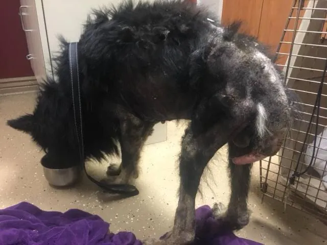 Werewolf Stood Along Road For Months, Stranger Realizes The Truth