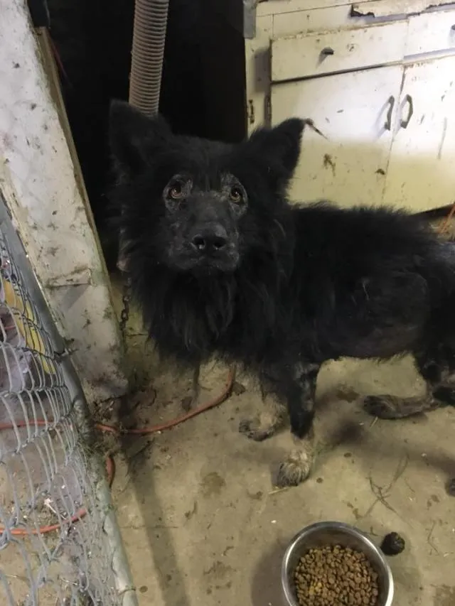 Werewolf Stood Along Road For Months, Stranger Realizes The Truth