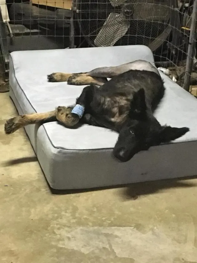 Werewolf Stood Along Road For Months, Stranger Realizes The Truth