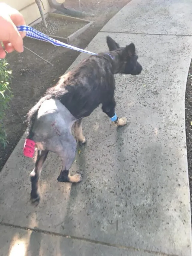 Werewolf Stood Along Road For Months, Stranger Realizes The Truth