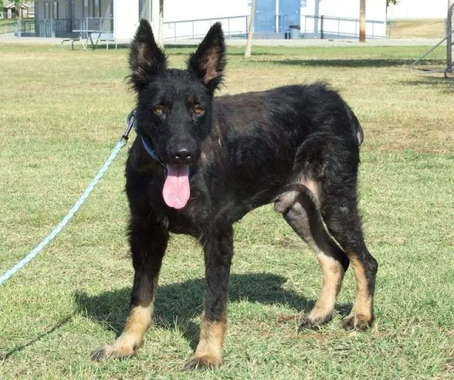 Werewolf Stood Along Road For Months, Stranger Realizes The Truth