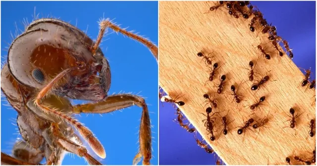 Kalyn Rolan Sat Down On A Haystack And Ended Up Dead