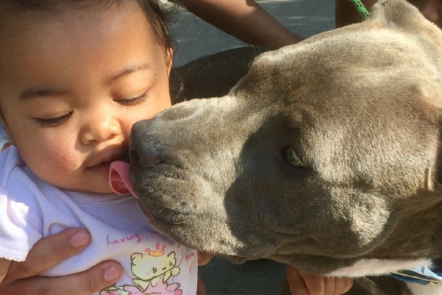Nana Chaichanhda's Pit Bull Sasha Saves Family From Fire