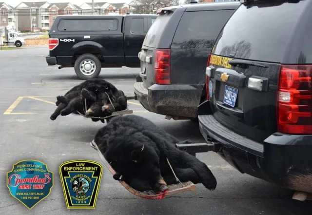 Officials Discover What Really Happened To Four Bears Found Dead At Church